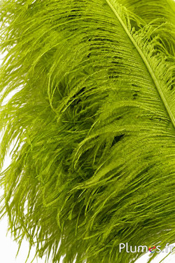 Struisvogel premium - 50-60 cm - fluo appelgroen